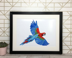 Colourful Parrot Print