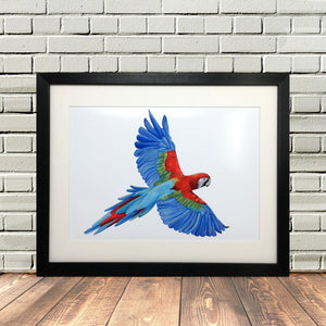 Colourful Parrot Painting Print